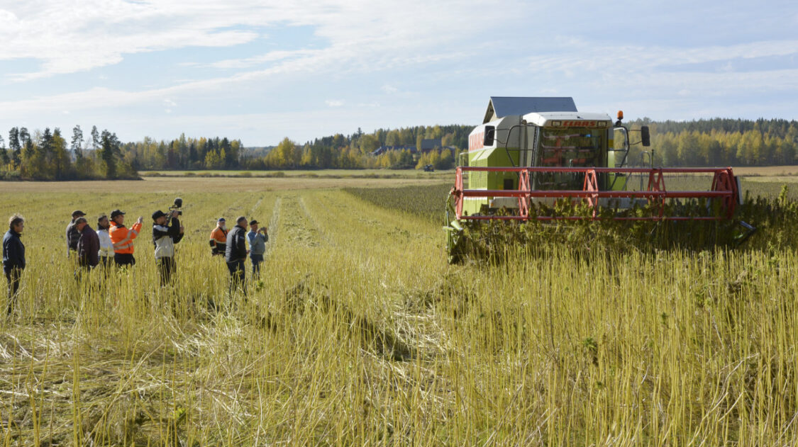 Puintinäytös öljyhamppu 1