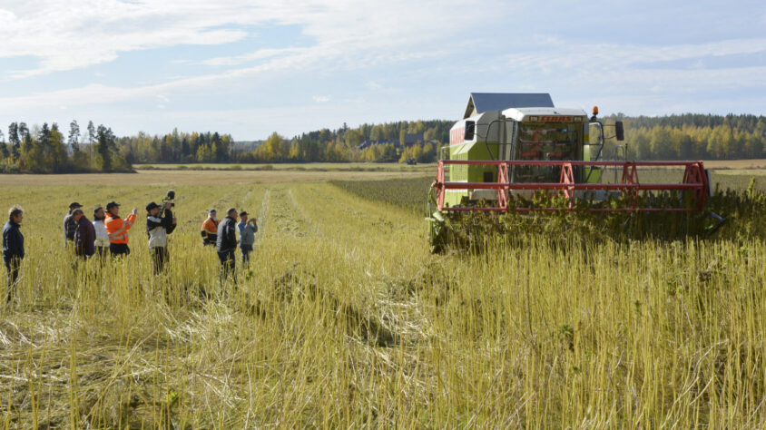 Puintinäytös öljyhamppu 1